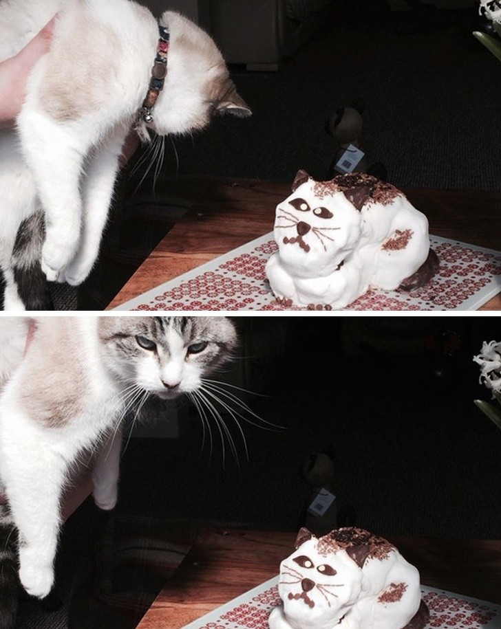 12. Als jouw kat een taart zou maken die op jou leek, zou je dan ook zo naar hem kijken?