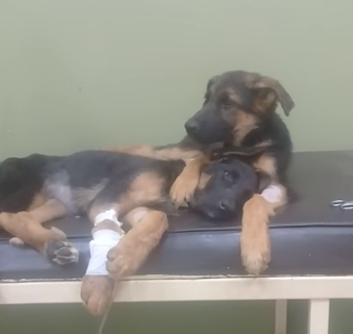 Un cachorro se niega de abandonar la hermanita enferma del veterinario - 1