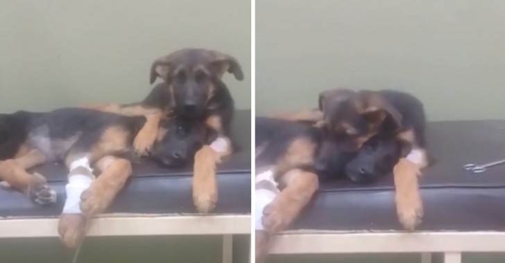 Un cucciolo si rifiuta di abbandonare la sorellina malata dal veterinario - 2