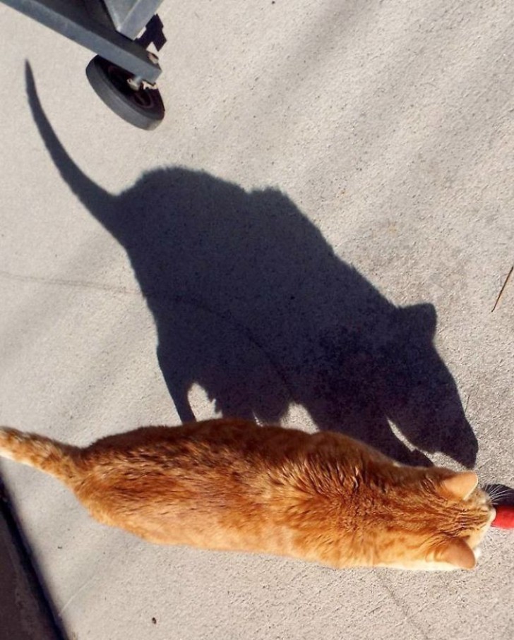 4. Quest'ombra ci mostra forse la vera natura "sorcina" del gatto?