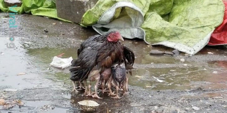 Una gallina ripara i pulcini dalla pioggia: un'immagine che rappresenta la forza dell'amore materno - 1