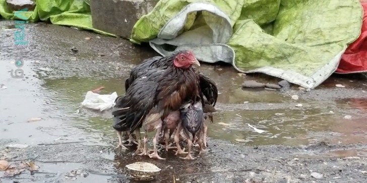 Una gallina repara a los pollitos de la lluvia: una imagen que representa la fuerza del amor materno - 1