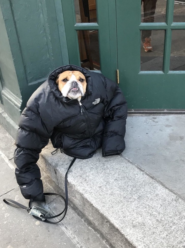 13. Il faisait trop froid, c'est pourquoi le propriétaire du chien lui a laissé sa veste.