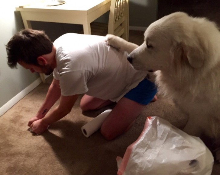 6. Le chien tient compagnie à son maître pendant qu'il nettoie la moquette la nuit....