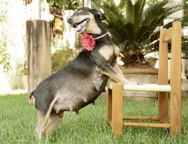 1. Esta cachorrinha está radiante!