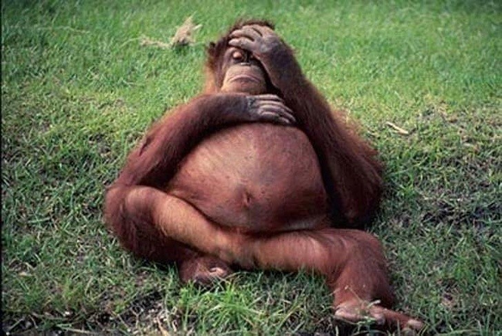 10. This mama orangutang is already exhausted