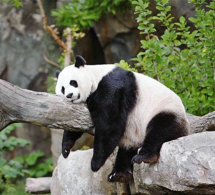 2. This mama panda seems to be quite tired due to her pregnancy!