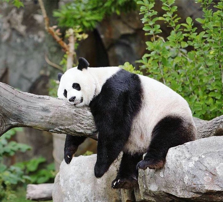 2. Mama panda parece verdaderamente cansada por culpa del embarazo!