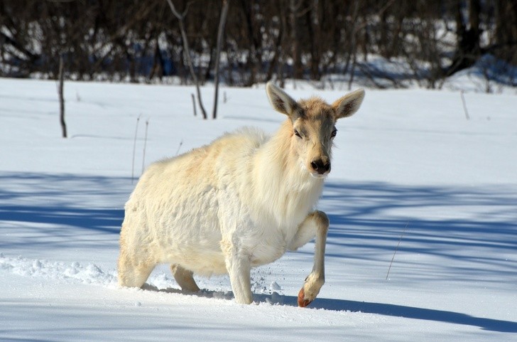 4. An elk with a baby bump crosses an expanse of snow,