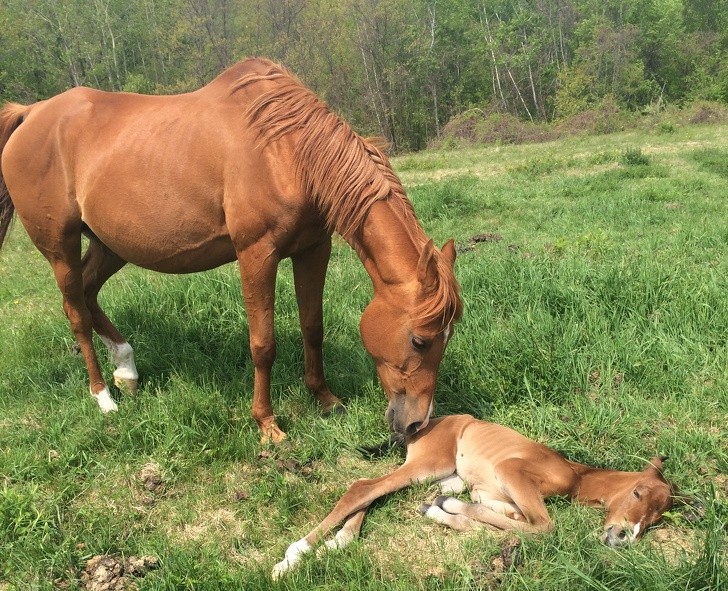 5. Questo cavallino sta per avere un fratello o una sorella!