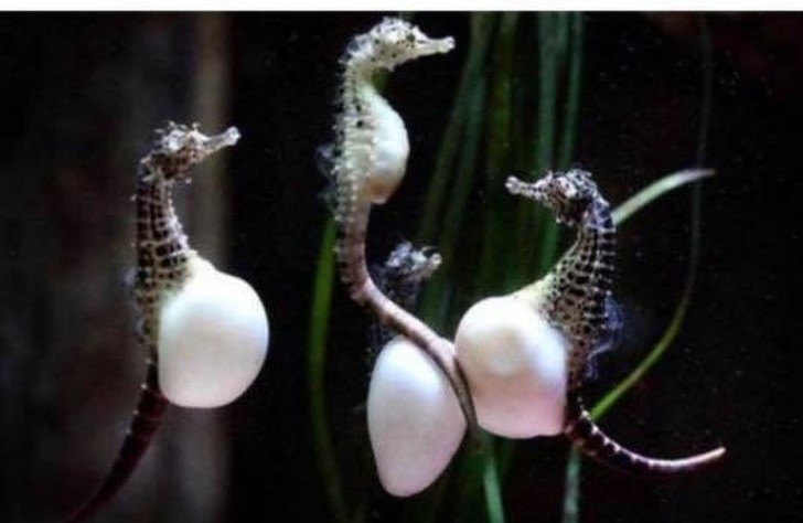 8. A prenatal course for seahorses!