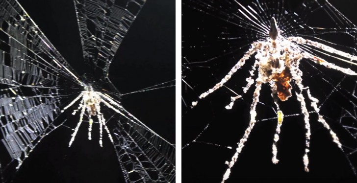 2. Certaines araignées construisent des "marionnettes" en forme d'araignée.