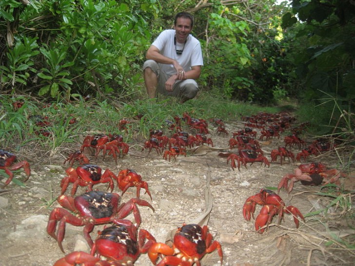 4. La migration des crabes rouges vers l'Australie est visible de l'espace
