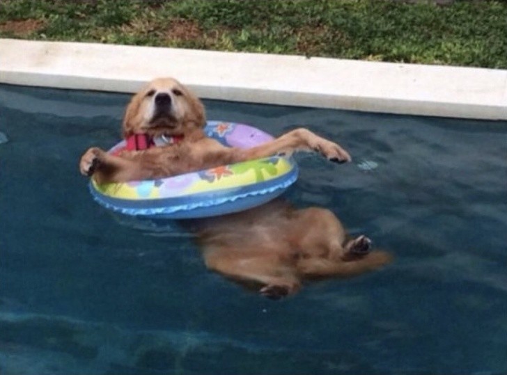 12. Questo cane ancora non sa nuotare!