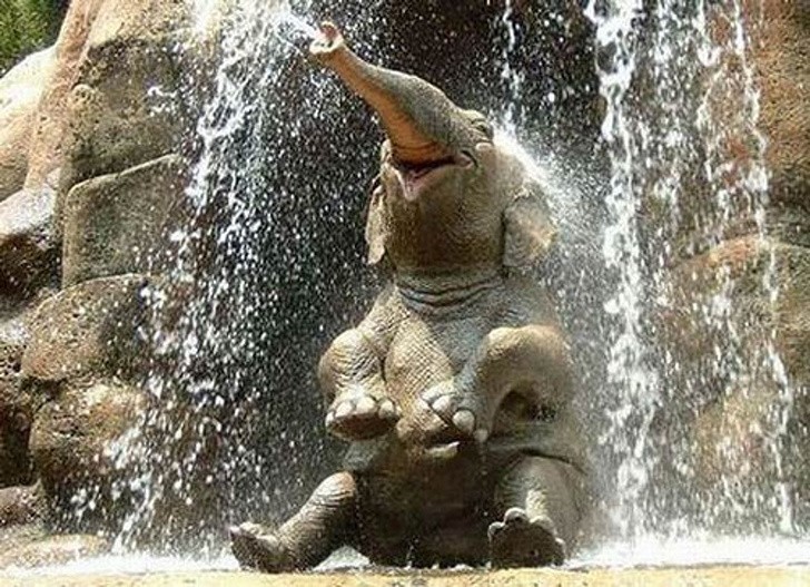 13. Elefante felice sotto una cascata!