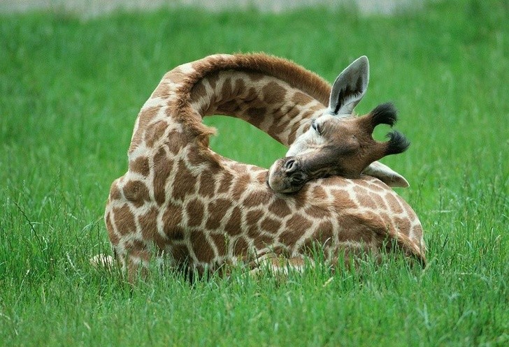 19. Les girafes dorment peu : en moyenne, entre 10 minutes et deux heures.