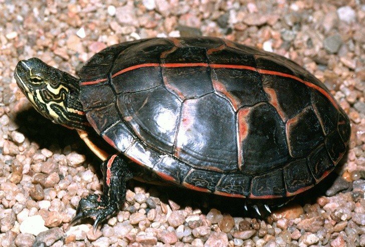 4. Certaines espèces de tortues aquatiques peuvent aussi respirer à travers le cloaque, c'est-à-dire l'anus.