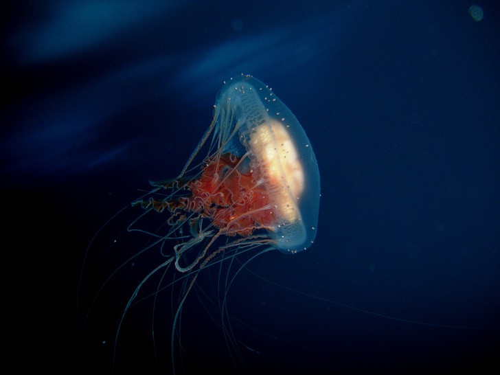 6. Turritopsis dohrnii est une méduse biologiquement immortelle que l'on trouve en Méditerranée et dans les eaux du Japon.