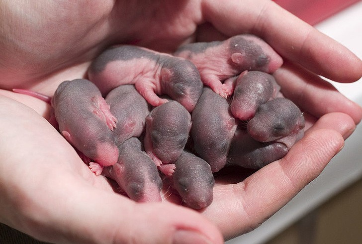 9. Les souris se reproduisent si rapidement qu'en 18 mois, deux spécimens pourraient avoir plus d'un million de descendants.
