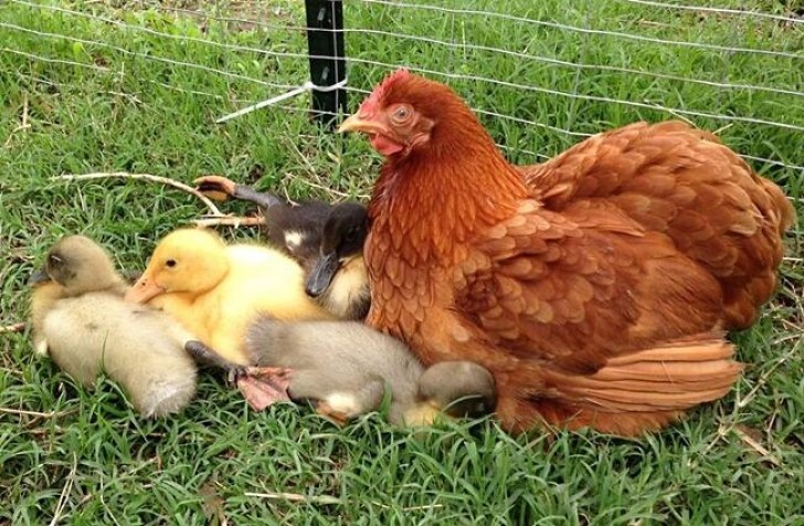 12. Lelijke eendjes zijn voor mamma altijd prachtig