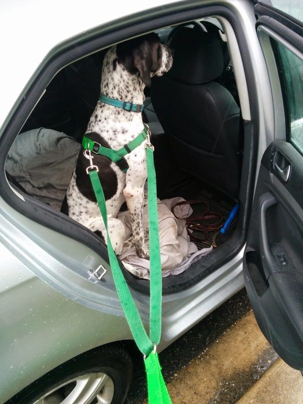 1. A este perro no le gusta en verdad la lluvia...