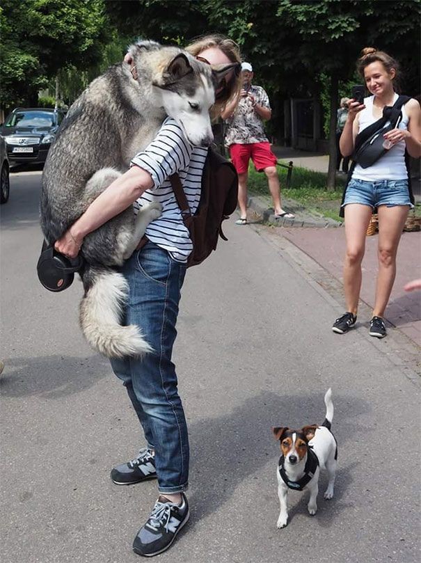 2. Un pequeño perro verdaderamente aterrado!