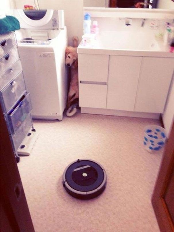 4. The only place in the house where he is safe from the Roomba vacuum cleaner!