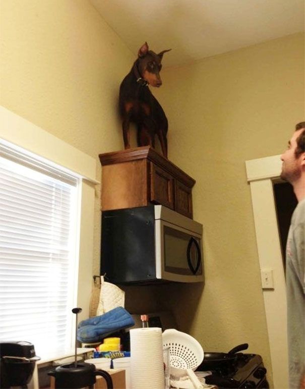 5. What did this dog see that has frightened it so much --- and how did it get up there?