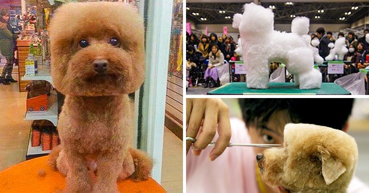 14. I giapponesi amano acconciare i cani, e va di moda dare ai barboncini una forma a cubo