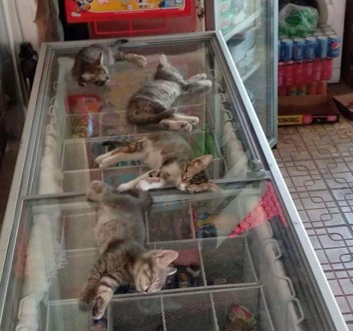 10. Gattini accaldati che si rinfrescano su un congelatore, con il permesso benevolo del proprietario del negozio