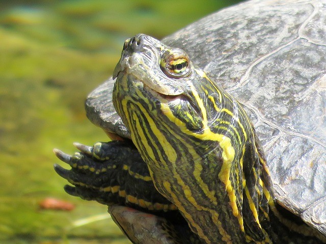 10. Le tartarughe possono respirare con il sedere quando, in inverno, la temperatura dell'acqua scende fino al congelamento.