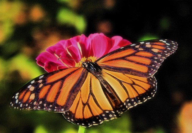 9. Le farfalle monarca vivono dalle 2 alle 6 settimane, ma ogni 4 generazioni la loro vita si estende per 8 settimane: questo per consentire loro di compiere i viaggi migratori.