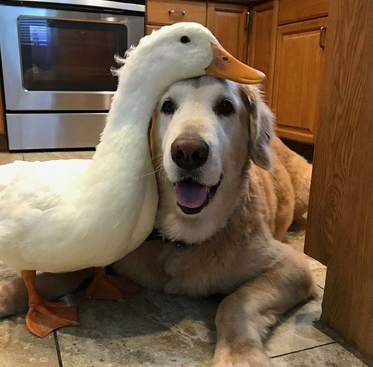 1. After an initial mutual dislike, now the duck named Rudy and the Golden Retriever Barclay are inseparable friends.