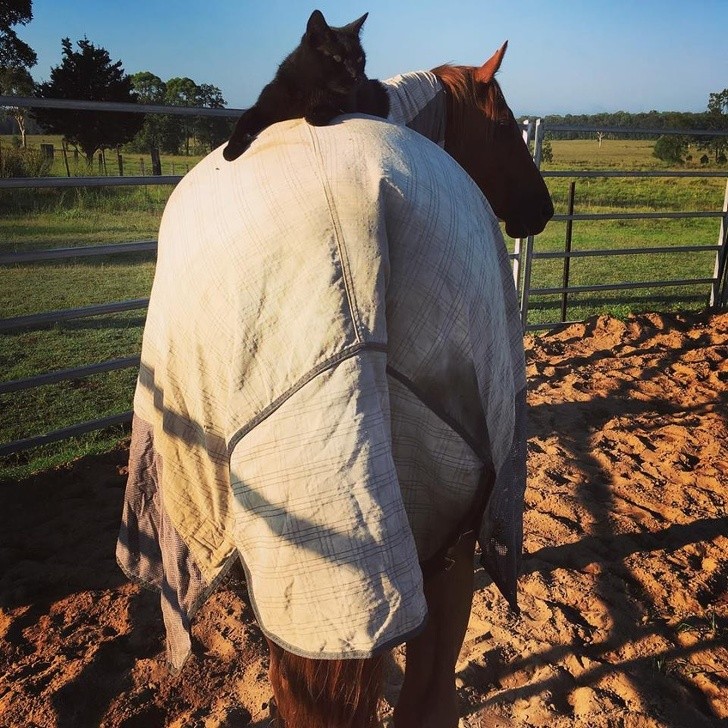 10. Champy le cheval et Morris le chat adorent faire de longues promenades ensemble - mais il est plus juste de dire que Morris adore monter sur Champy.