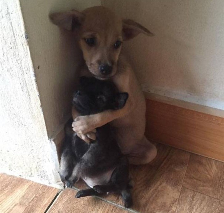 2. Os dois cachorrinhos de rua foram acolhidos por monges no Vietnã: desde então o maior protege o menorzinho.