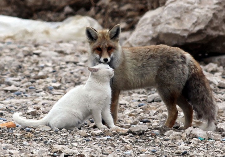 3. On the shores of Lake Van, in Turkey, it is easy to encounter these two friends - who are indivisible --- a cat and a fox!