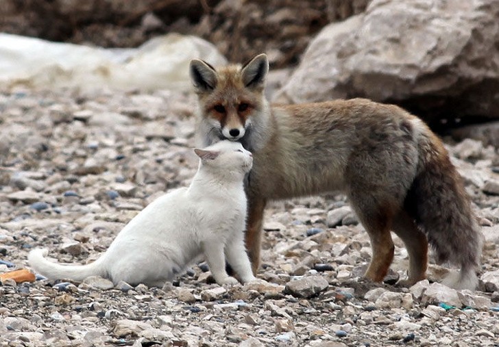 3. Vid strandkanten av sjön Van i Turkiet är det lätt att stöta på det här paret vänner. En katt och en räv som alltid är tillsammans