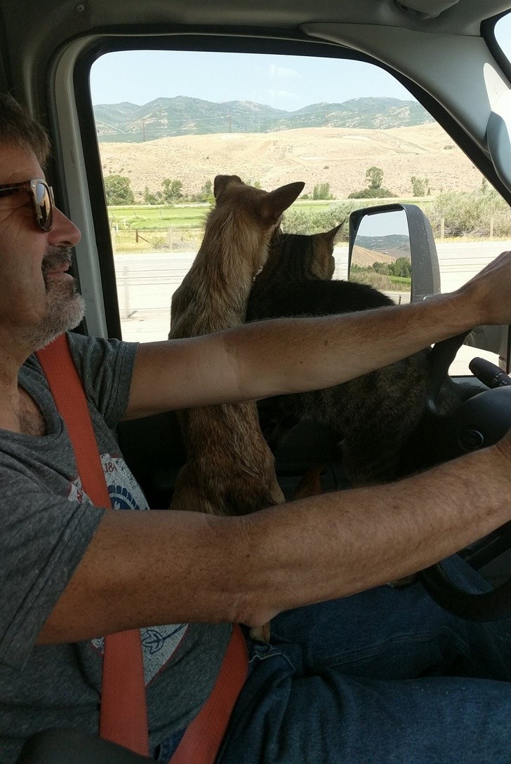 4. Este gato de 8 años ha recibido con alegria el nuevo miembro de la familia, un cachorro de perro