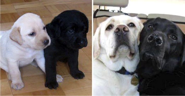 6. They have grown up together since they were puppies and have become best friends --- indeed, they have become like brothers!