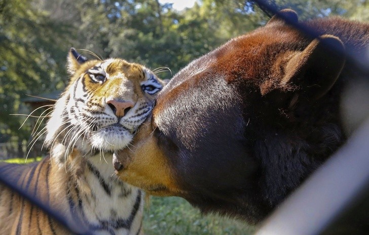 7. In 2001, a very young Baloo - an American black bear - and Shere Khan - a Bengal tiger - were rescued from their tormentor, along with a third friend, Leo, a lion that, however, died in 2016. The other two continue to live happily together as friends!