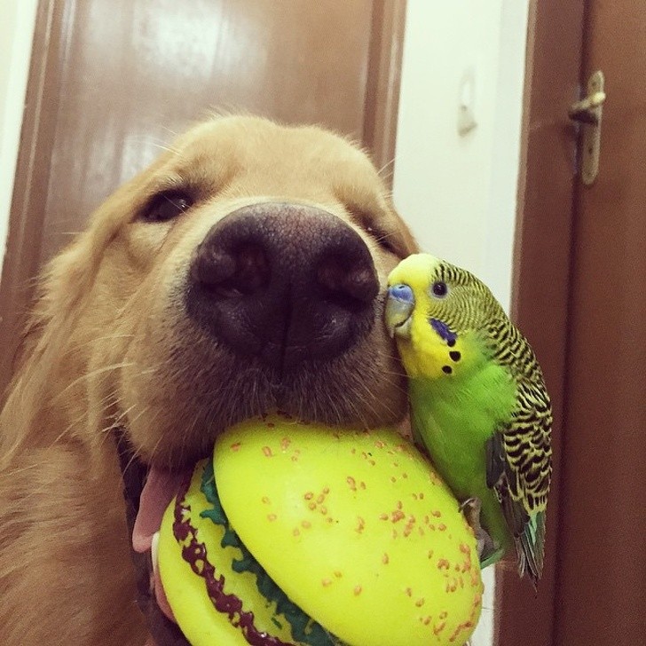 9. The parrot in the picture is just one of Bob, the Golden Retriever's nine friends (eight birds and one hamster) that he loves to carry around on his head and back!