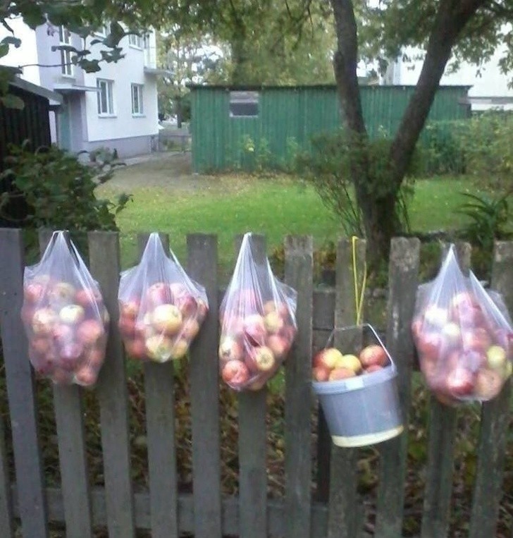 3. In Estonia si usa lasciare la frutta raccolta nelle proprie case private, a chi vive invece vive in condomini senza giardino
