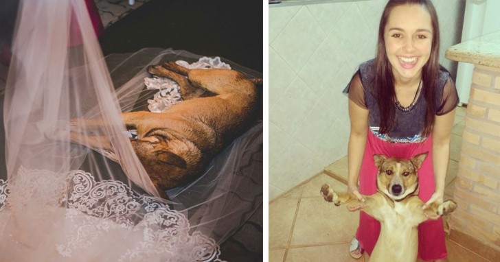 7. Un cane randagio si è messo a dormire sul velo della sposa durante la cerimonia. È stato considerato come un buon segno e per questo l'hanno adottato