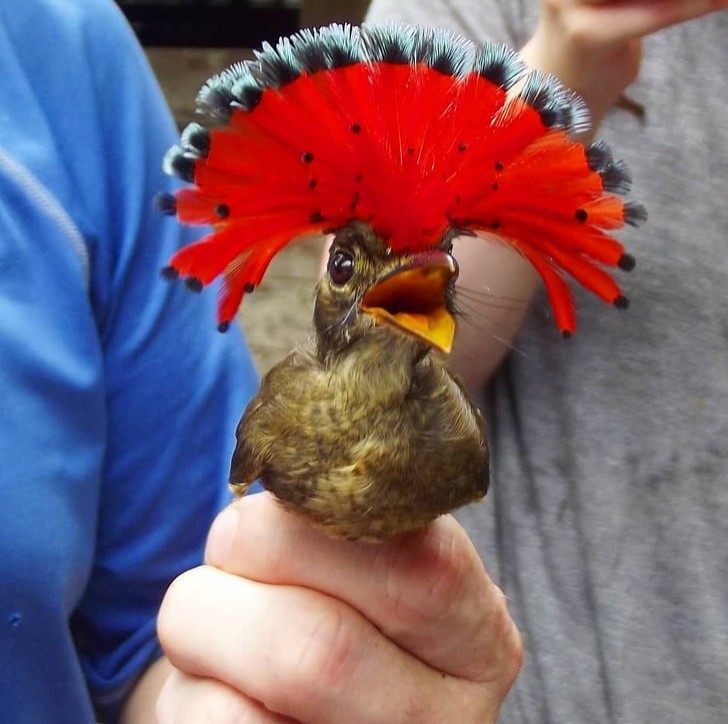 1. Der königliche Fliegenschnäpper ist ein Vogel mit einem charakteristisch farbigen Kopf in Form eines Hammers.
