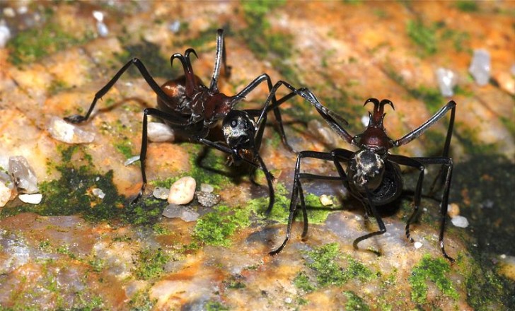 3. Diese Ameise kann die Beute halten und mit ihrem Haken auf der Rückseite schneiden.