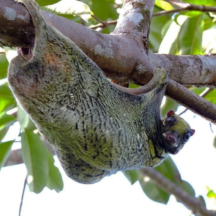 6. Der philippinische Kolugus wird fälschlicherweise auch als fliegender Lemur bezeichnet, mit dem er eigentlich wenig gemeinsam hat.