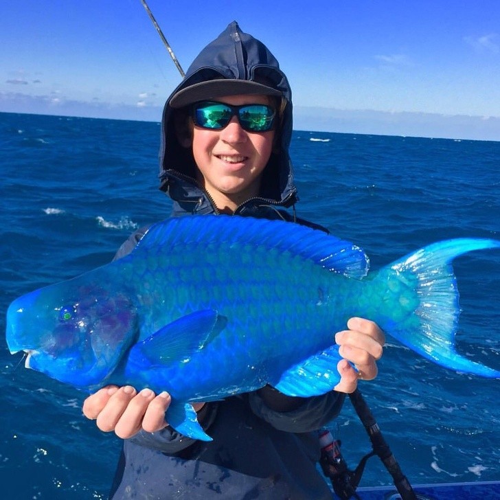 7. Il pesce pappagallo blu ha un colore incredibile!