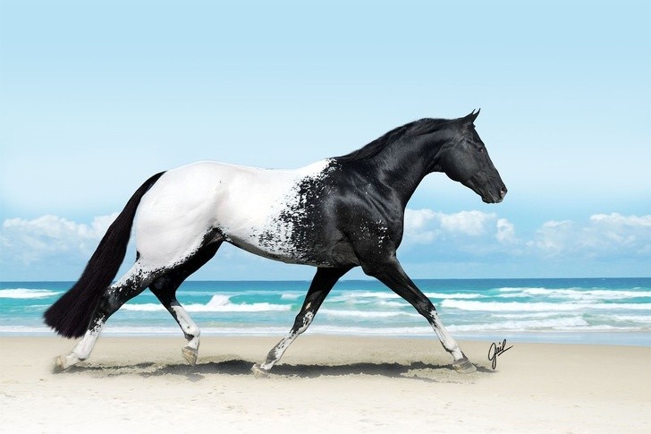 8. De Appaloosa is een populair paard in de Verenigde Staten vanwege zijn karakteristieke vacht