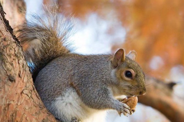 1. Les écureuils sont responsables de la naissance de milliers d'arbres chaque année, parce qu'ils ne se souviennent souvent pas où ils enterrent leurs provisions.