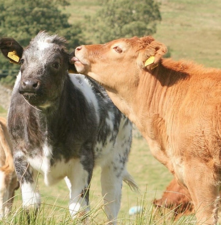 3. Koeien sluiten vriendschap binnen de kudde. Ze worden angstig wanneer de kudde wordt gescheiden